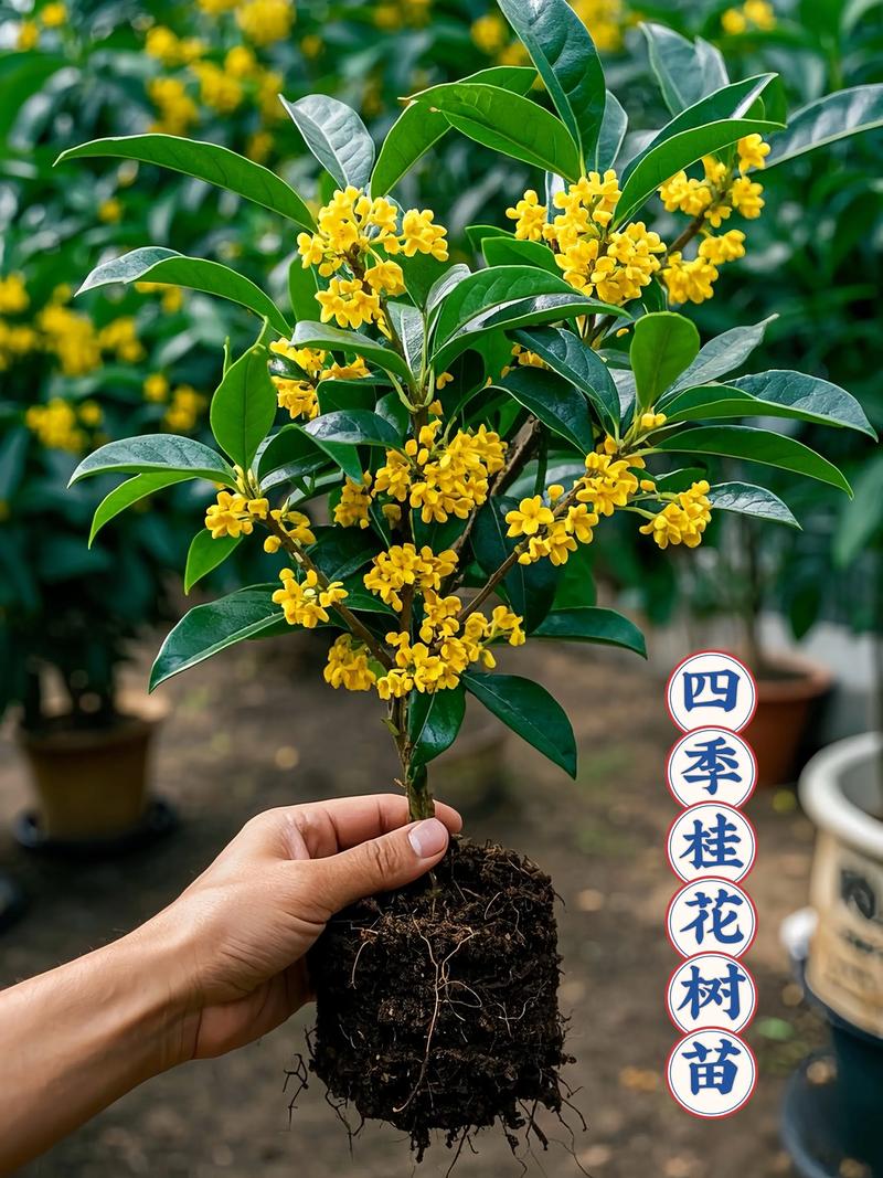 庭院景观树：绿色空间的美学与实用