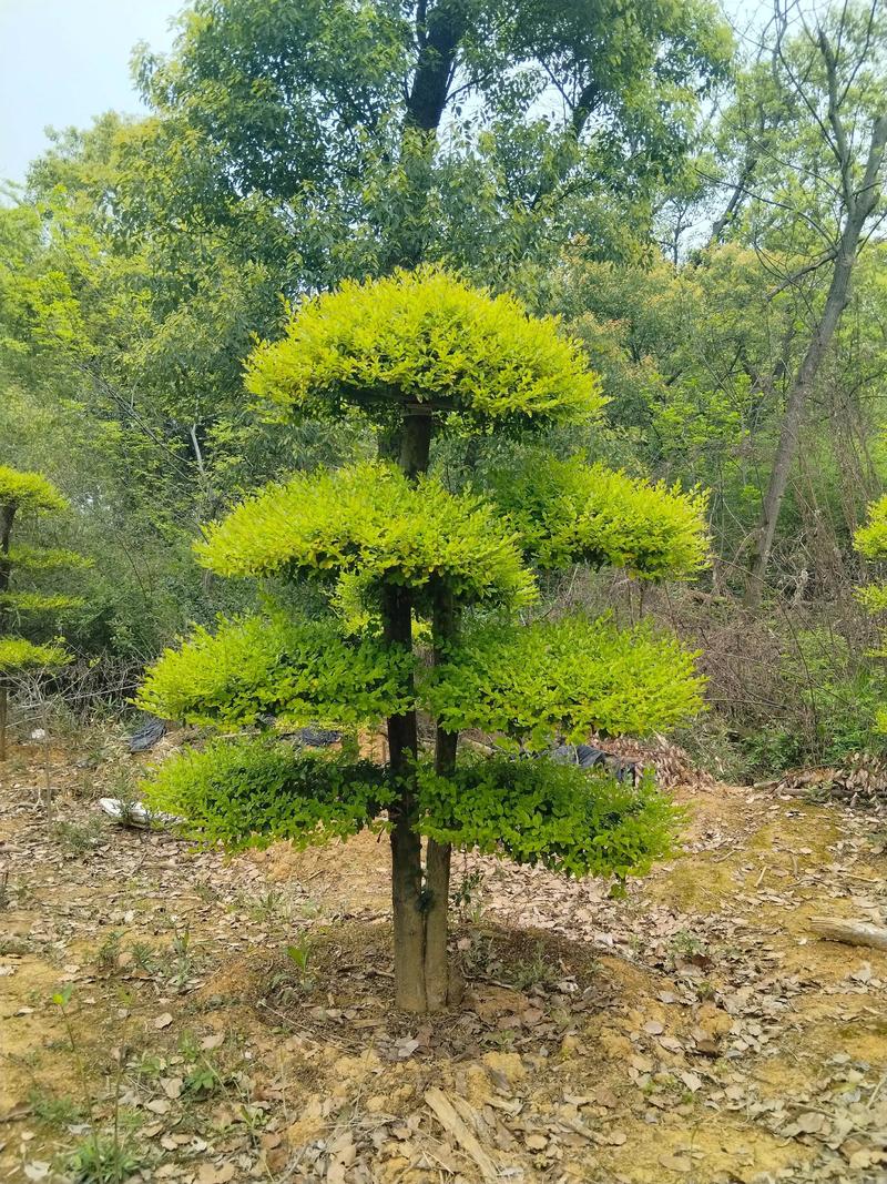 巧用工程苗木打造独特风景园林