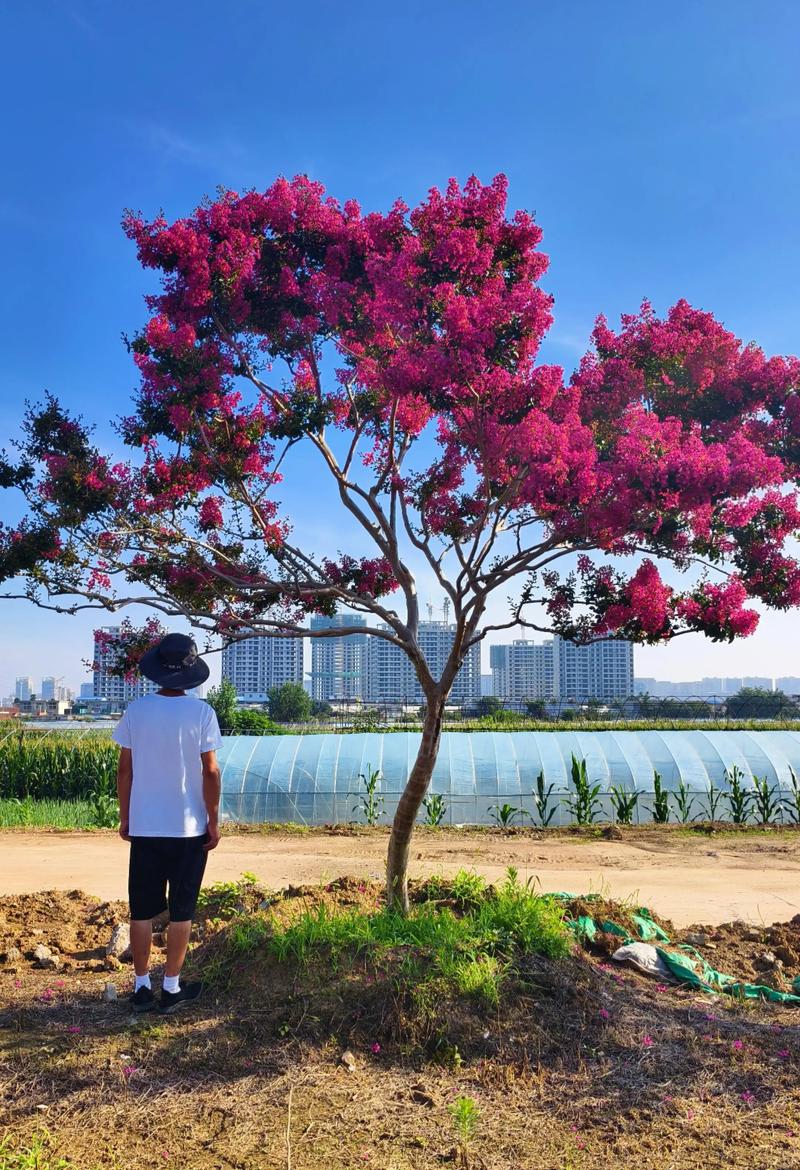 种下绿色梦想：苗木选购的那些坑