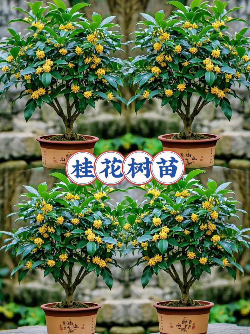 桂花树苗